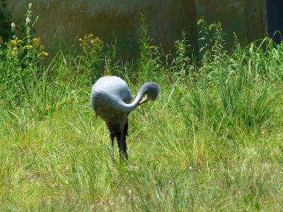 Blue crane - July 12, 2013