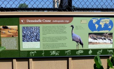 5) Demoiselle cranes-GALLERY
