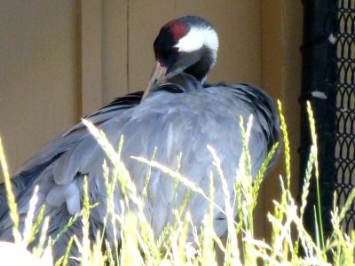 6) Eurasian cranes-GALLERY