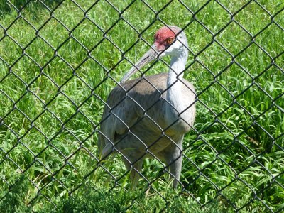 Sandhill crane at ICF - July 12, 2013