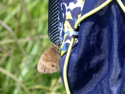 Common wood nymph on backpack - Rettenmund Prairie, WI - 2013-07-13
