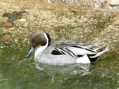 Northern pintail - NEW Zoo, Green Bay, WI - June 4, 2008