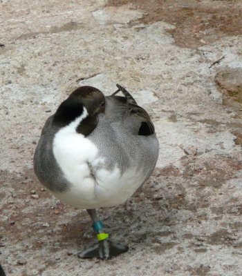 Northern pintail - NEW Zoo, Green Bay, WI - June 4, 2008