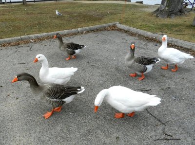 Geese - Babcock County Park, McFarland, WI - November 24, 2011