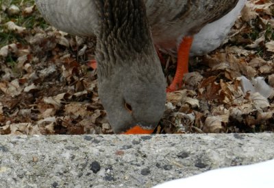 Geese - Babcock County Park, McFarland, WI - November 24, 2011