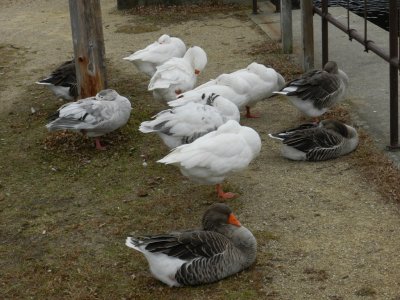 Geese - Babcock County Park, McFarland, WI - November 24, 2011