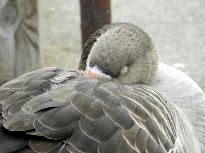 Geese - Babcock County Park, McFarland, WI - November 24, 2011