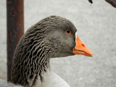 Geese - Babcock County Park, McFarland, WI - November 24, 2011