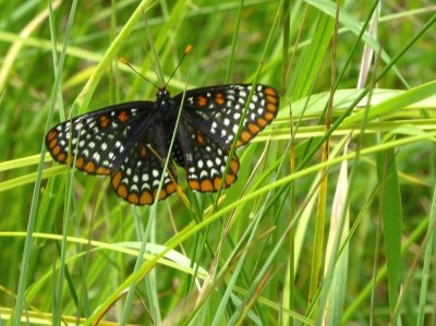 Baltimore checkerspots-GALLERY
