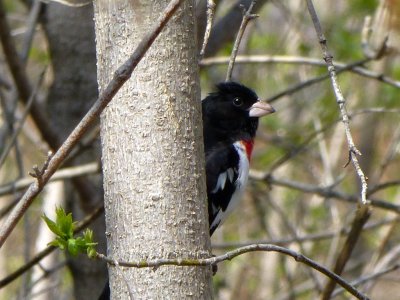 Rose-breasted grosbeak - Madison, WI - May 2, 2013