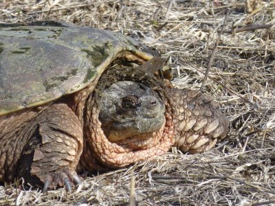 Snapping turtle - UW-Madison Arboretum, Madison, WI - April 28, 2013