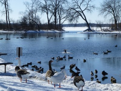 Geese - Babcock County Park, McFarland, WI - March 2, 2013