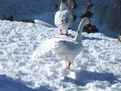 Geese - Babcock County Park, McFarland, WI - March 2, 2013