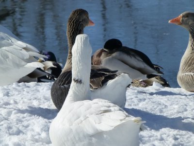 Geese - Babcock County Park, McFarland, WI - March 2, 2013