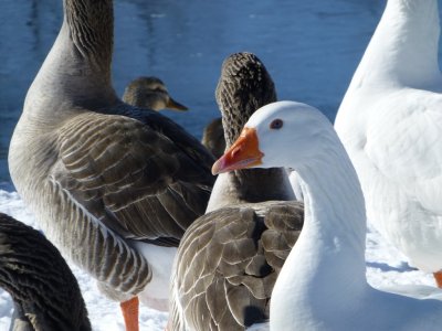 Geese - Babcock County Park, McFarland, WI - March 2, 2013