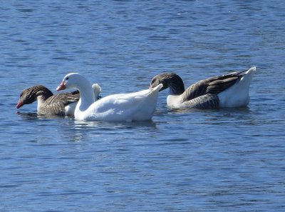 Geese - Babcock County Park, McFarland, WI - March 2, 2013