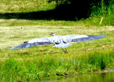 Great blue heron in flight - Silent Street Pond, Verona, WI - June 26, 2009 