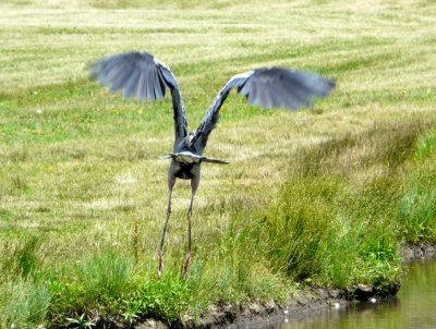 Great blue heron in flight, back view - Silent Street Pond, Verona, WI - June 26, 2009 