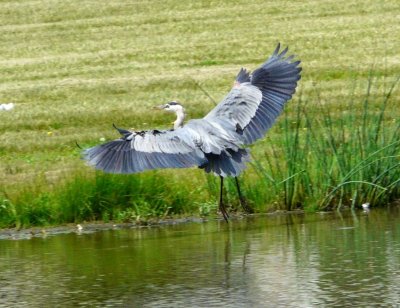 Great blue heron in flight - Silent Street Pond, Verona, WI - June 26, 2009 