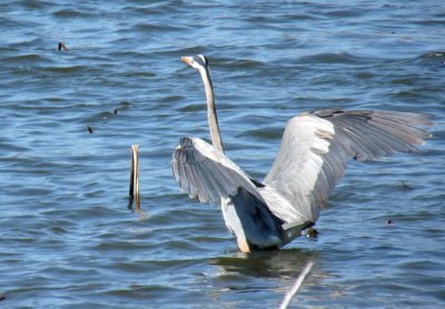 Great blue heron - Strickers Pond, Middleton, WI - April 17, 2011 