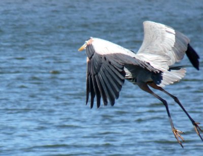 Great blue heron - Stricker's Pond, Middleton, WI - April 17, 2011 