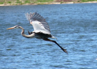 Great blue heron - Stricker's Pond, Middleton, WI - April 17, 2011 