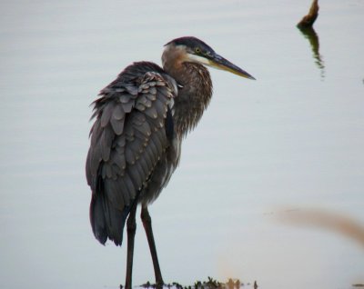 Great blue heron - Stricker's Pond, Middleton, WI - September 10, 2009 