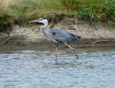 Great blue heron - Silent Street Pond, Verona, WI - trying to stay cool - July 14, 2012 