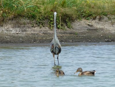 Great blue heron - Silent Street Pond, Verona, WI - July 14, 2012 