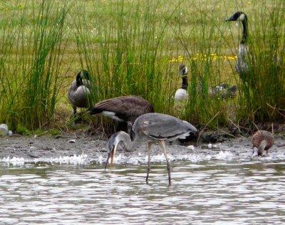 Great blue heron - Silent Street Pond, Verona, WI - looking for lunch - August 29, 2007