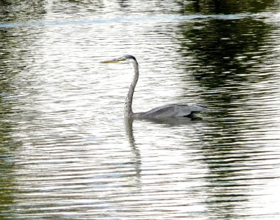 Great blue heron - Silent Street Pond, Verona, WI - herons do swim! - August 30, 2007