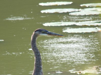 Great blue heron - Stricker's Pond, Middleton, WI - September 6,  2009 