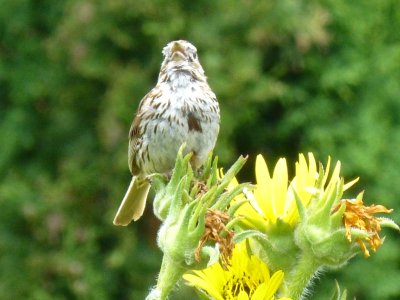 Song sparrow - Stricker's Pond, Middleton, WI - August 5, 2013