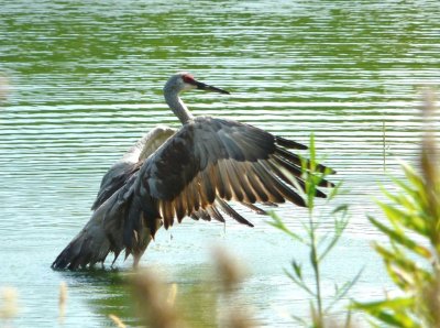 Cranes, egrets, herons - GALLERY