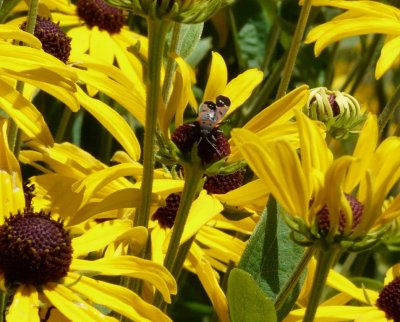 Insect on flower - Fitchburg, WI - August 9, 2007
