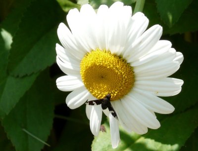 Insect on flower - Fitchburg, WI - July 3, 2009