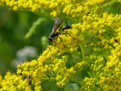 Insect on goldenrod - Stewart Lake, Mount Horeb, WI - July 8, 2013
