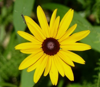 Insect on flower - Cherokee Marsh, Madison, WI - June 26, 2011