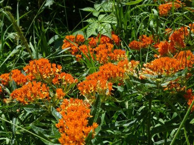 Butterfly weed - near Baraboo, WI - July 12, 2013