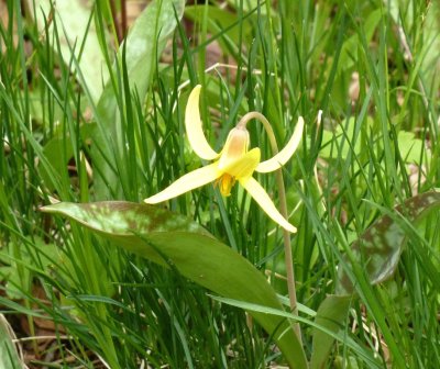 Trout lily - near Ashland, WI - May 21, 2011