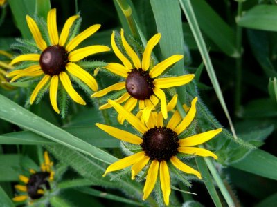 Wildflowers - Stricker's Pond, Middleton, WI - July 22, 2009