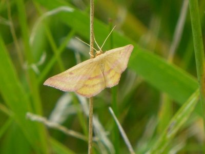 Chickweed geometer - Avoca Wildlife Area, WI - August 15, 2013