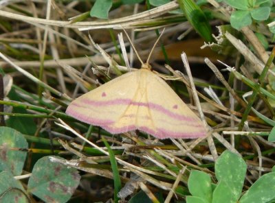 Chickweed geometer - Silent Street Pond,  Verona WI - August 28, 2008