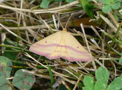 Chickweed geometer moths - Click here for more photos