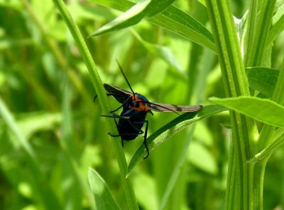 Virginia ctenucha moth - Cherokee Marsh, Madison, WI - June 19, 2010