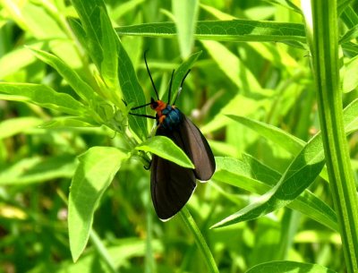 Virginia ctenucha moth - Cherokee Marsh, Madison, WI - June 19, 2010