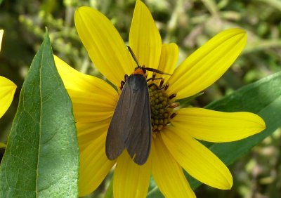 Virginia ctenucha moth - northern IL - September 5, 2010