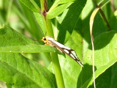 Reversed haploa moths - click here for more photos