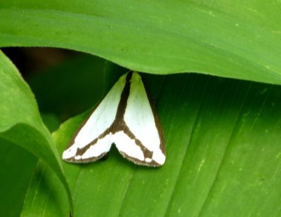 Lecontes Haploa moth - Fitchburg, WI - June 24, 2012