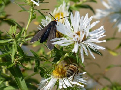 Virginia ctenucha moths -- Click here for additional photos